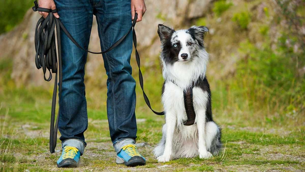 Pet Kuaförü